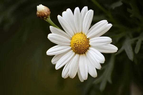 Kopretina Květ Bloom - Fotografie zdarma na Pixabay