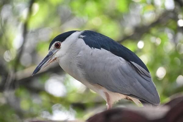 Black-crowned Night Heron (Nycticorax nycticorax)