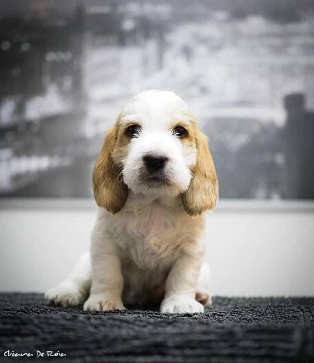 Arwen – After Me – Petit Basset Griffon Vendeen