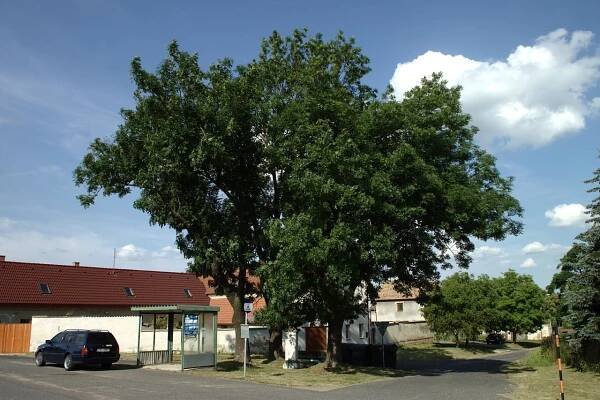 Straškov-Vodochody - ubytování, počasí, foto, tipy na výlet, informace