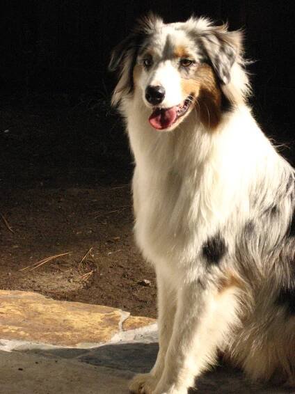 Catori Australian Shepherds