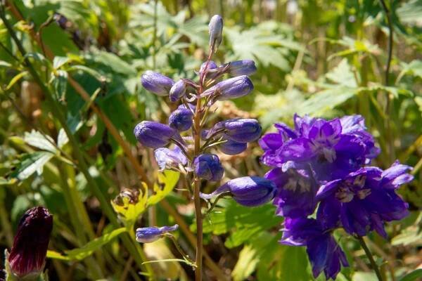 Ostrožka 'Excalibur Dark Blue with Black Bee' - Delphinium x cultorum 'Excalibur Dark Blue with Black Bee'