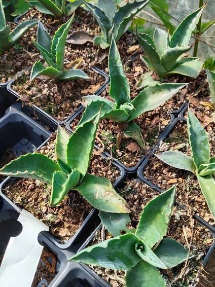 Agave lophanta| On-line zahradnictví