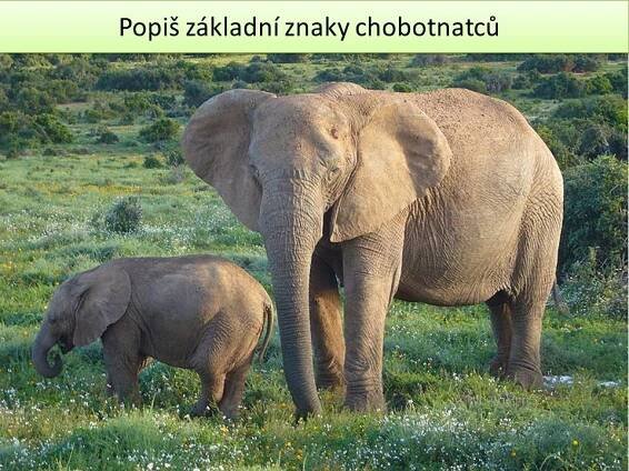 Ploutvonožci, kytovci … – Materiály pro žáky ZŠ