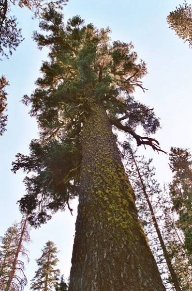 Soubor:Red fir.jpg – Wikipedie