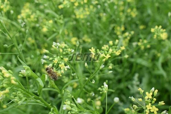 PROFI, Zelenina SEMO - Lnička setá Zuzana, p8725