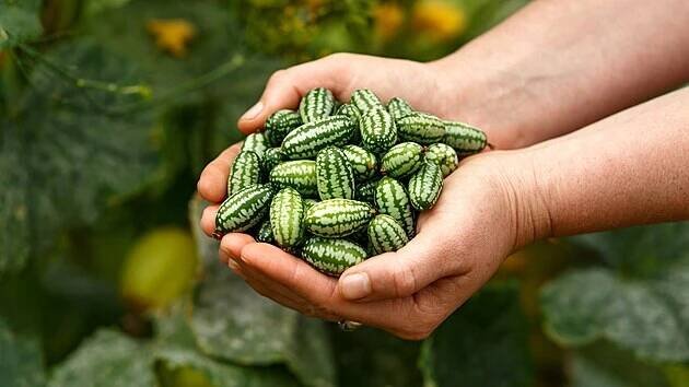 Mexická okurka neboli cucamelon chtuná podobně jako okurka.