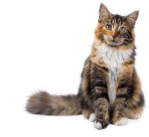 mladá maine coon kočka / kotě sedící izolovaně na bílém pozadí - mainská mývalí kočka - stock snímky, obrázky a fotky