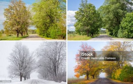 Krásná koláž 4 ročních období, různé obrázky stromové aleje, stejné místo, místo. Jarní listy, zelený čerstvý jasný letní den, mlhavé ráno se žlutými podzimními listy, sněhová bouře v zimě. - Bez autorských poplatků Čtyři roční období Stock fotka