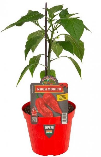 Chilli paprička Naga Morich, neroubovaná, průměr květináče 14 cm