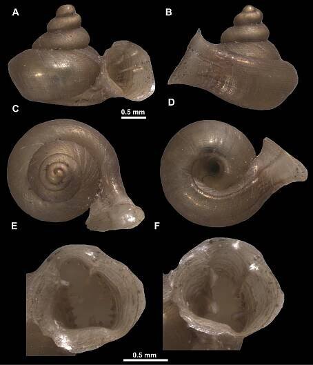 A new start? Revision of the genera Anauchen, Bensonella, Gyliotrachela and Hypselostoma (Gastropoda, Eupulmonata, Hypselostomatidae) of Southeast Asia with description of 46 new species