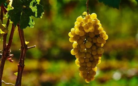 Slovensko: Penzion St. Peter Vini s gurmánskou polopenzí, prohlídkou vinného sklípku a ochutnávkou vín + tapas