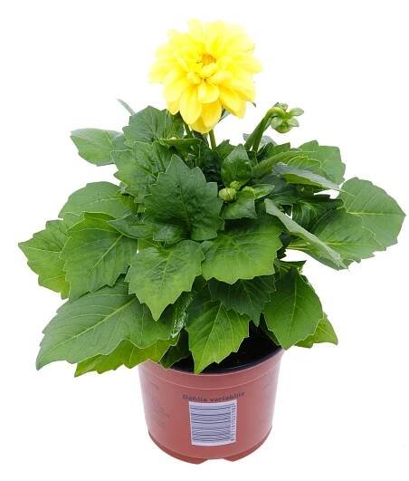 Jiřina (Dahlia), různé barvy, pr. kv. cca 10,5 cm