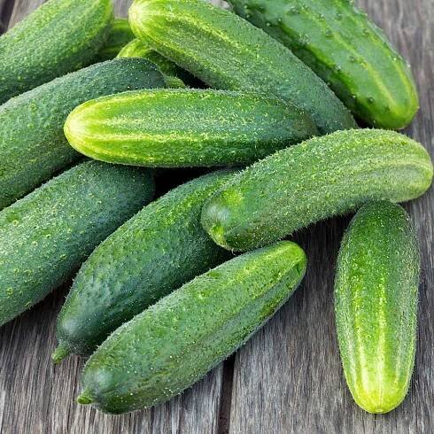 Cucumber Marketmore vegetable plants