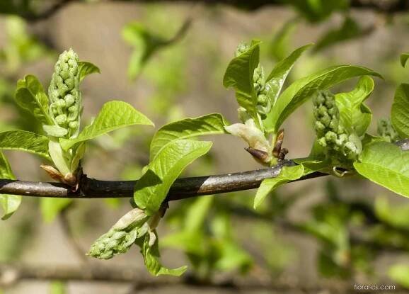Střemcha obecná (Prunus padus)