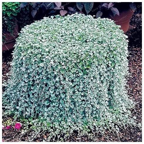 Stříbrný déšť Silver Falls - Dichondra emerals - semena - 6 ks