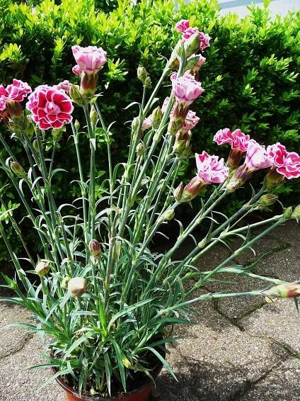 Soubor:Dianthus caryophyllus Mondrian.JPG