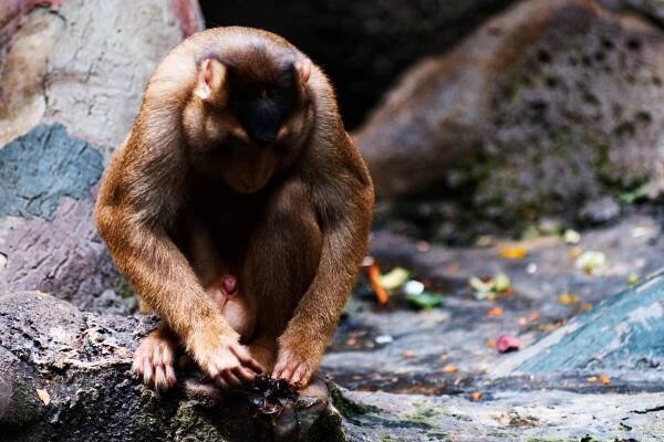 ZOO Prague – Petr Mohykán