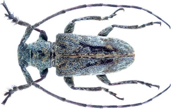 Cnemolia