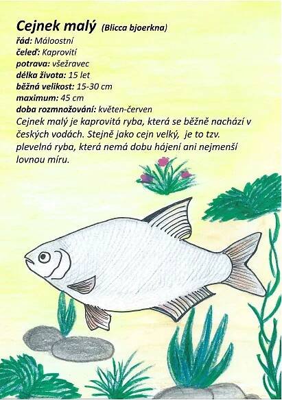 Cejnek malý (Blicca bjoerkna)
řád: Máloostní
čeleď: Kaprovití
potrava: všežravec
délka života: 15 let
běžná velikost: 15-30 cm
maximum: 45 cm
doba rozmnožování: květen-červen
Cejnek malý je kaprovitá ryba, která se běžně nachází v
českých vodách. Stejně jako cejn velký, je to tzv.
plevelná ryba, která nemá dobu hájení ani nejmenší
lovnou míru.
 