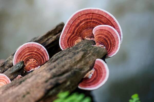 Lze užívat vitální houby souběžně s chemoterapií? - Milan Schirlo