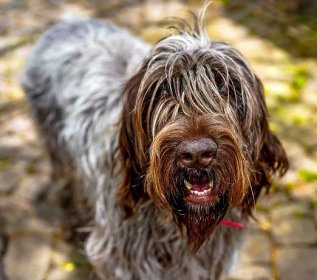 Profile of brown and grey wirehaired pointing griffon