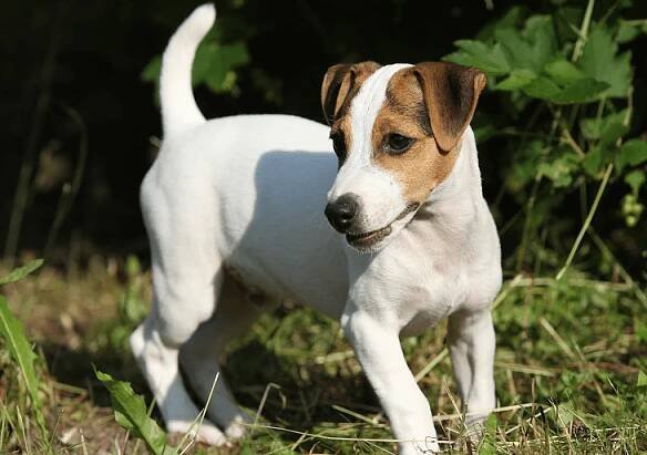 Teriér Jacka Russella - Psíčkovia.sk