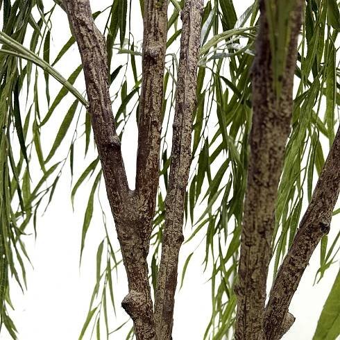 Willow Tree - Image 2