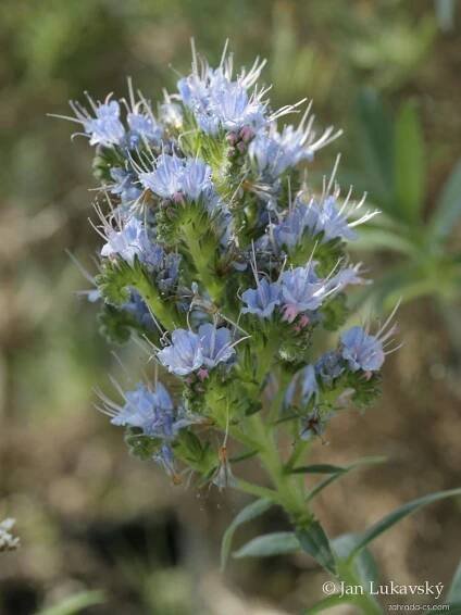 Hadinec - Echium