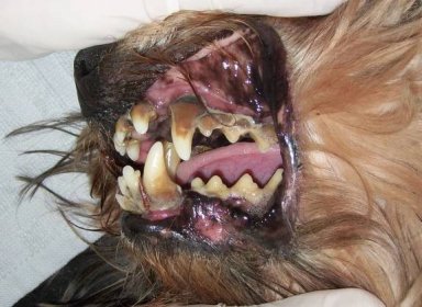 Pes a zubní kámen: jak mu předcházet a co se zápachem z úst :: Canina  oficiální distribuce