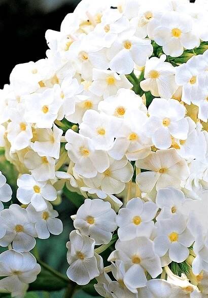 white David phlox