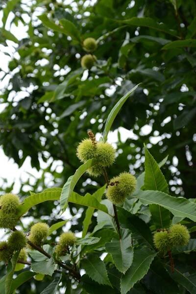 Jírovec maďal (Aesculus hippocastanum) – Príma receptář.cz