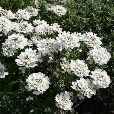 white flowers are blooming in the garden