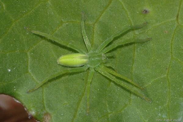 Česká arachnologická společnost - Rod: Micrommata → Čeleď: Sparassidae