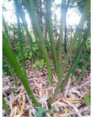 Phyllostachys nuda