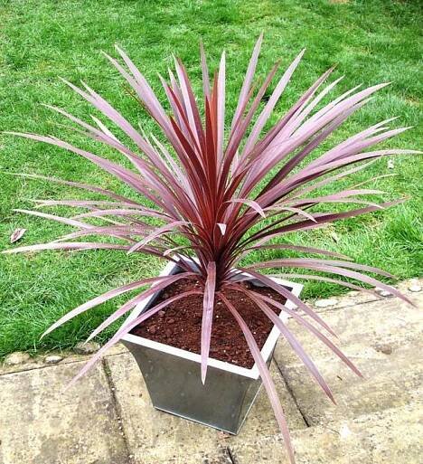 Dračinka ´RED STAR´ (Cordyline australis) 60-70 cm, kont. 3 l | Lumigreen.cz