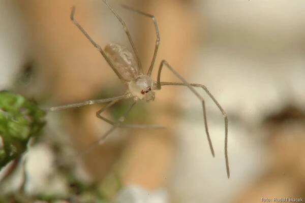 Česká arachnologická společnost - Rod: Pholcus → Čeleď: Pholcidae