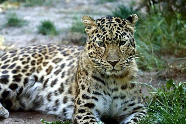 bezplatná Základová fotografie zdarma na téma africký leopard, biodiverzity, černý panter Základová fotografie