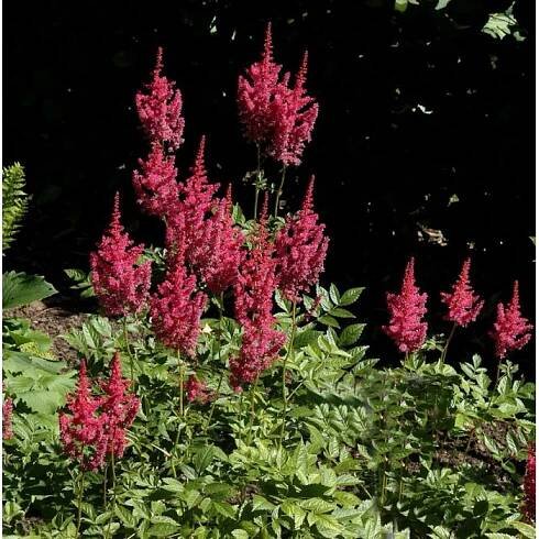 Prachtspiere Else Schluck - Astilbe arendsii
