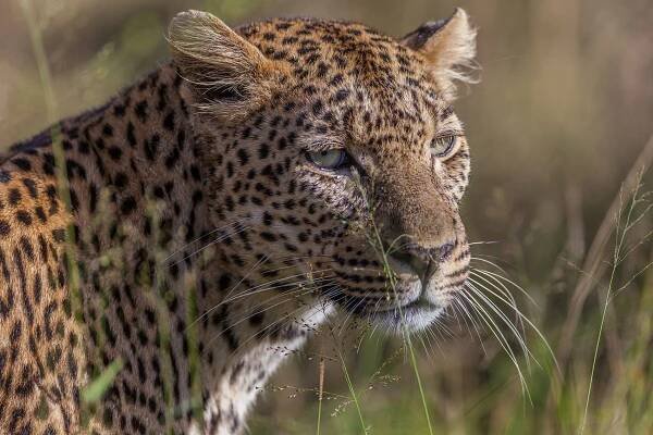 11 tips to get the most from a South African safari game drive