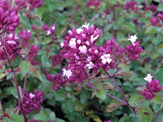 Origanum " Rosenkuppel " - oregáno, dobromysl Zahradnictví Krulichovi - zahradnictví, květinářství, trvalky, skalničky