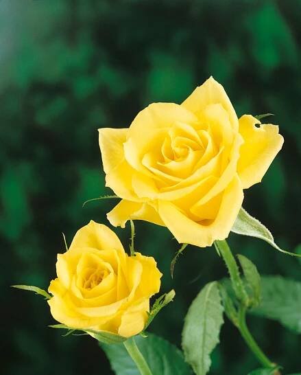 Rosa ´Golden Leader´ , Růže čajohybrid žlutá, C2