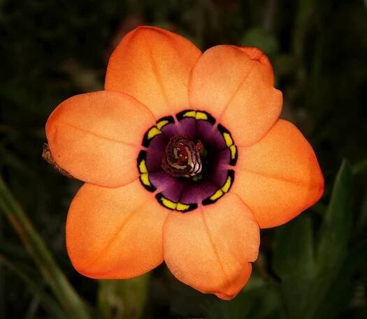 Sparaxis elegans