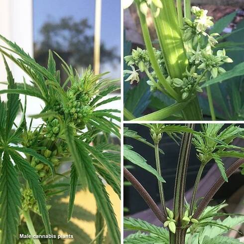 Male cannabis plant picture