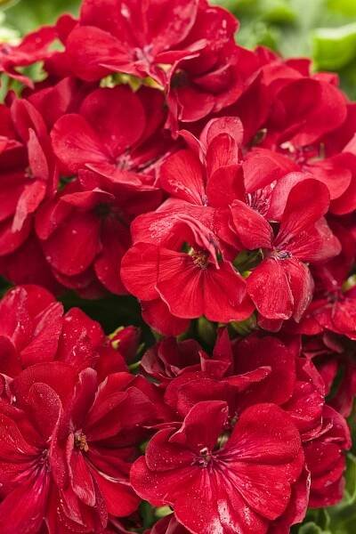 Boldly® Dark Red Geranium