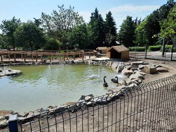 V jezírkách nové expozice vyškovské zoo se zabydlely i černé labutě. Podívejte