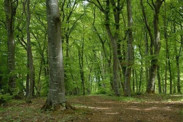 Naturschutz in Wald & Forstwirtschaft - LBV