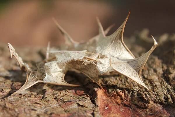 Nature | Let the great wheel spin