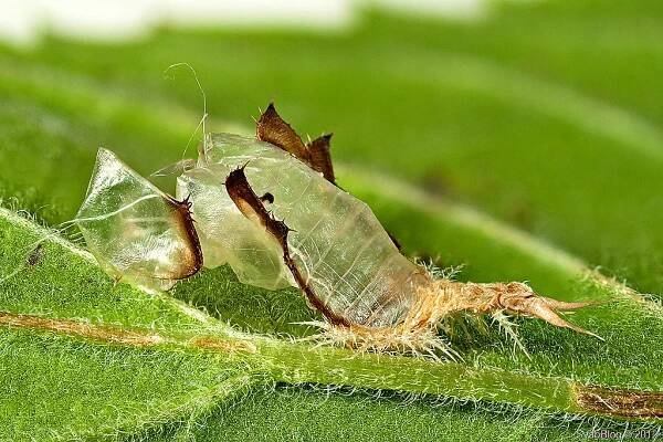 Cassida viridis (L.) Štítonoš zelený