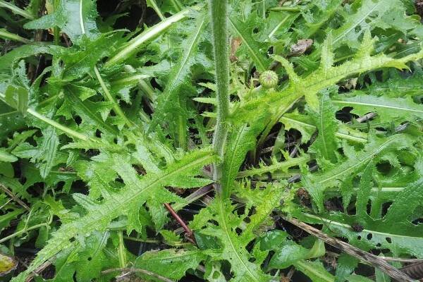 Cirsium rivulare " Atropurpureum " - pcháč potoční Zahradnictví Krulichovi - zahradnictví, květinářství, trvalky, skalničky